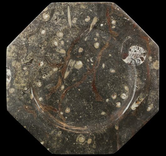 Fossil Orthoceras & Goniatite Plate - Stoneware #51453